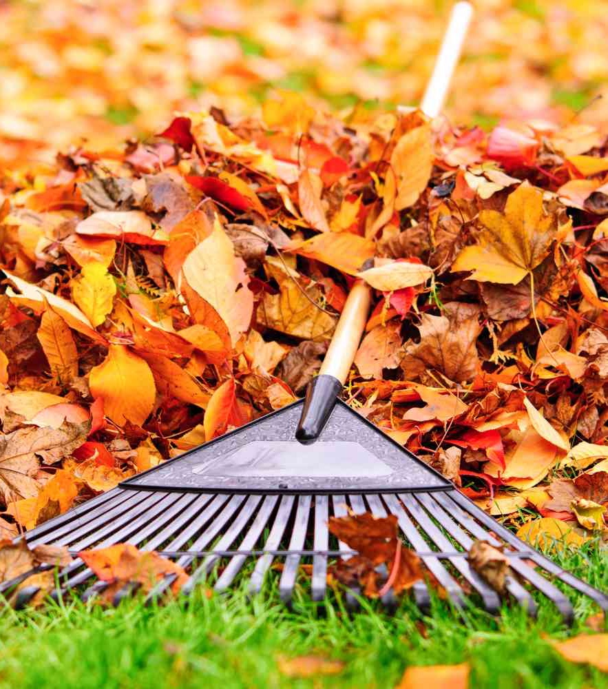 Cleaning and Bugs Treatment